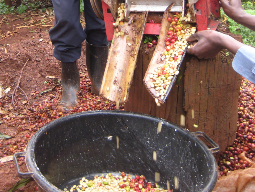 Access to pulping machines saves labour for coffee farmers